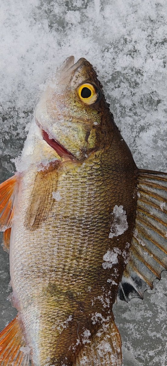 WhatsApp Image 2026-01-09 -04.jpeg