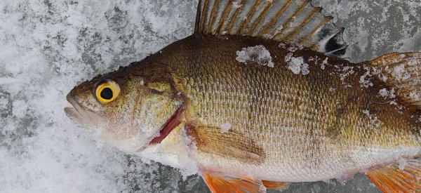 Окунек 2026-01-08