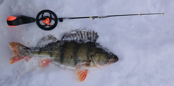 Окунек 2026-01-08