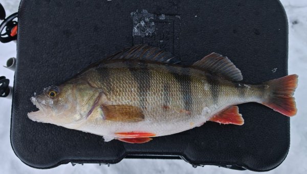 Окунек 2026-01-08