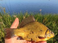 Азиатская Поплавочная Удочка. Карась. Херабуна