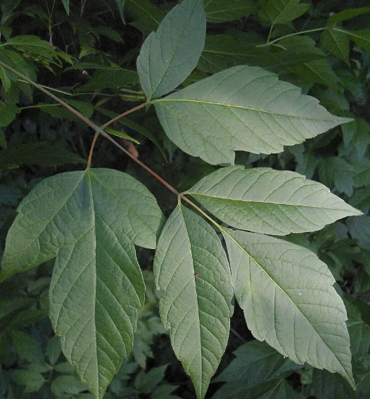 image.png.5af373081dc6d9b4b891f569f64b6d29.png