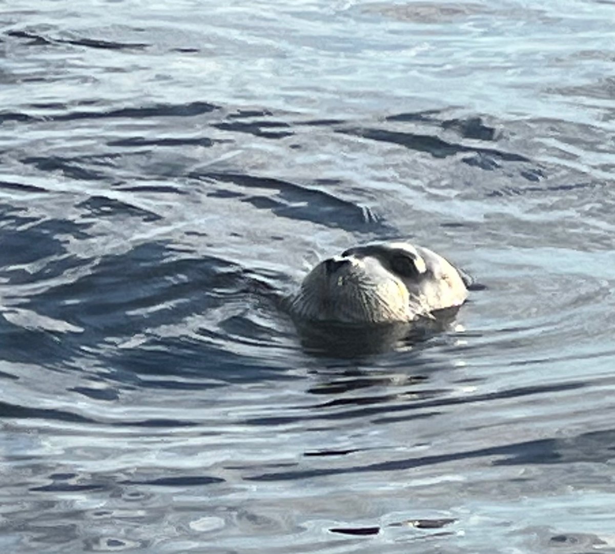 IMG_2169.thumb.jpeg.b1aff5ad610265380f6f1478d6fd7f9d.jpeg