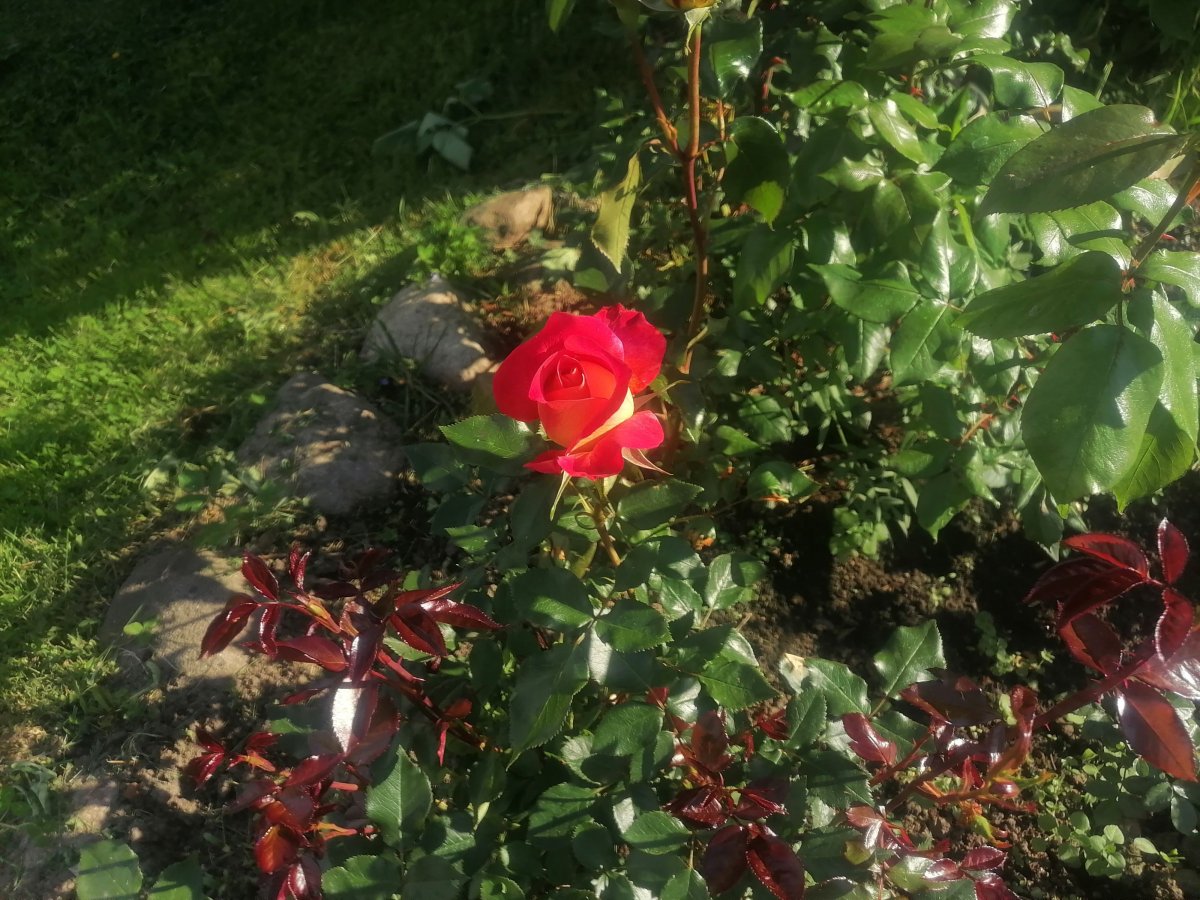IMG_20260605_171808.jpg