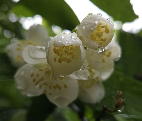 image.png.798ecd0f8d95410c0c8352d1c90d5c4f.png