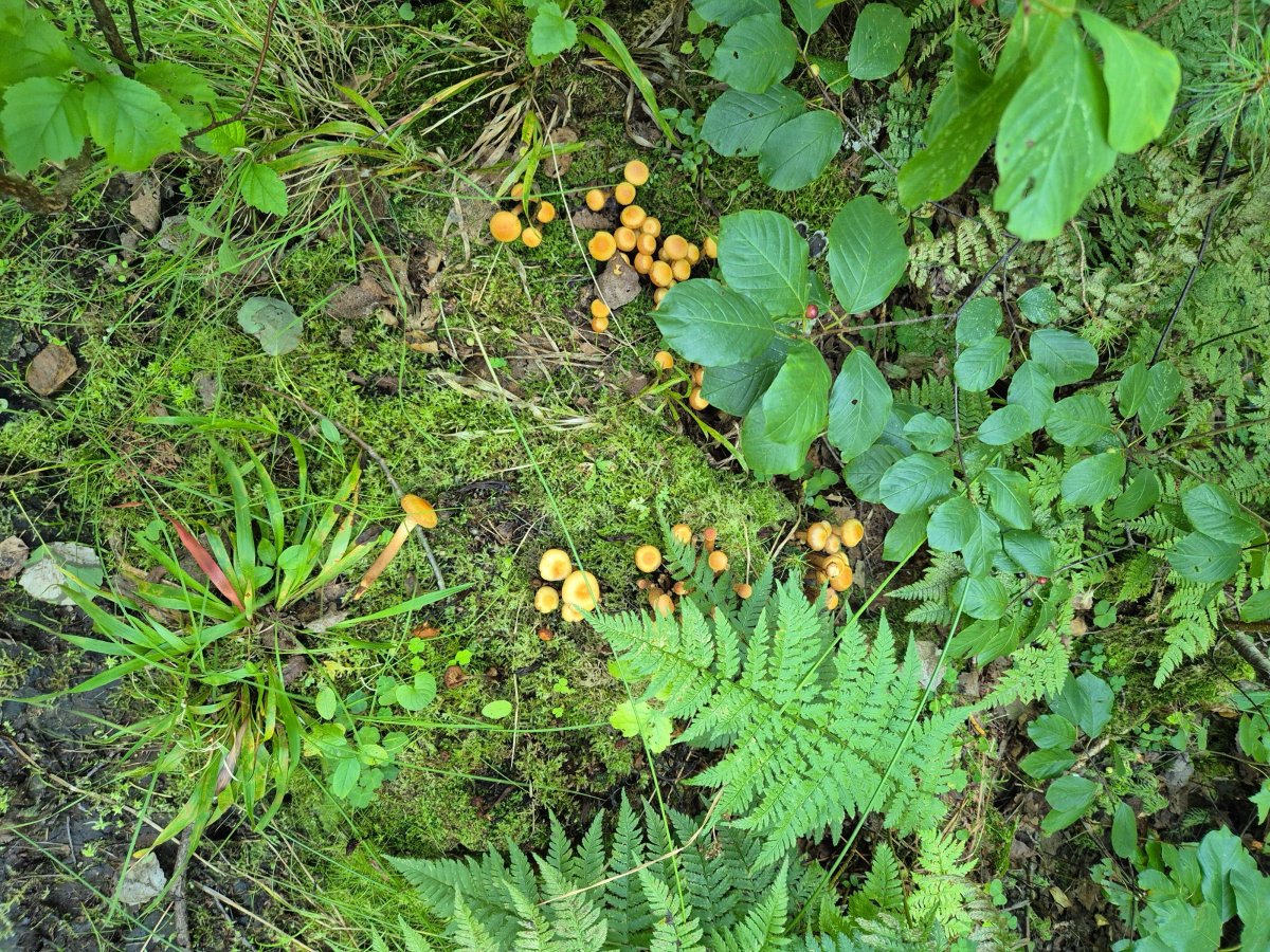 20260813_164333.thumb.jpg.96a8f337b62ec371caa1cc4ee465af4f.jpg