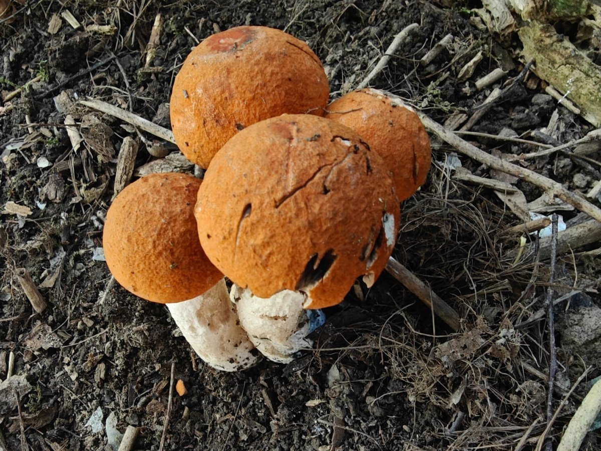 scale_1200 (76).jpg