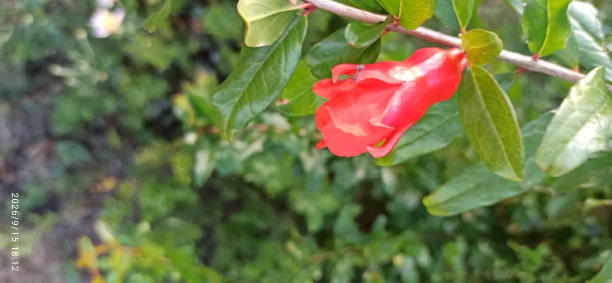 IMG_20260915_181254.jpg